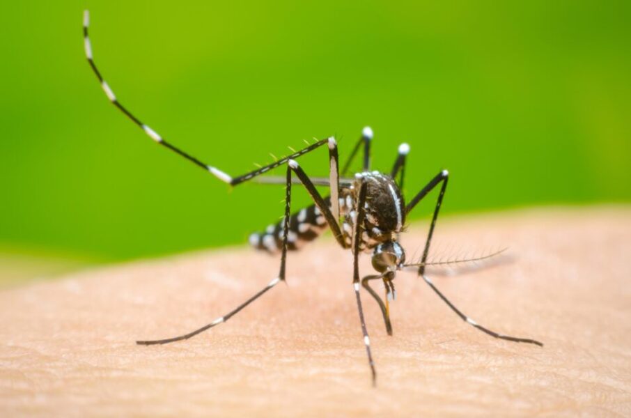 Dengue share scaled
